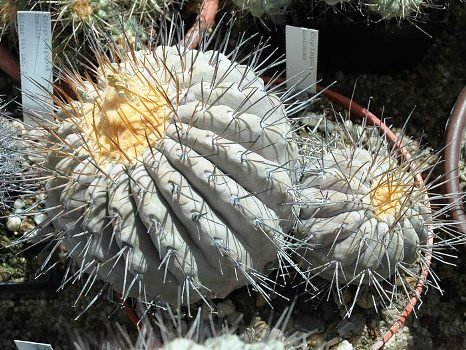 Copiapoa_haseltoniana_2